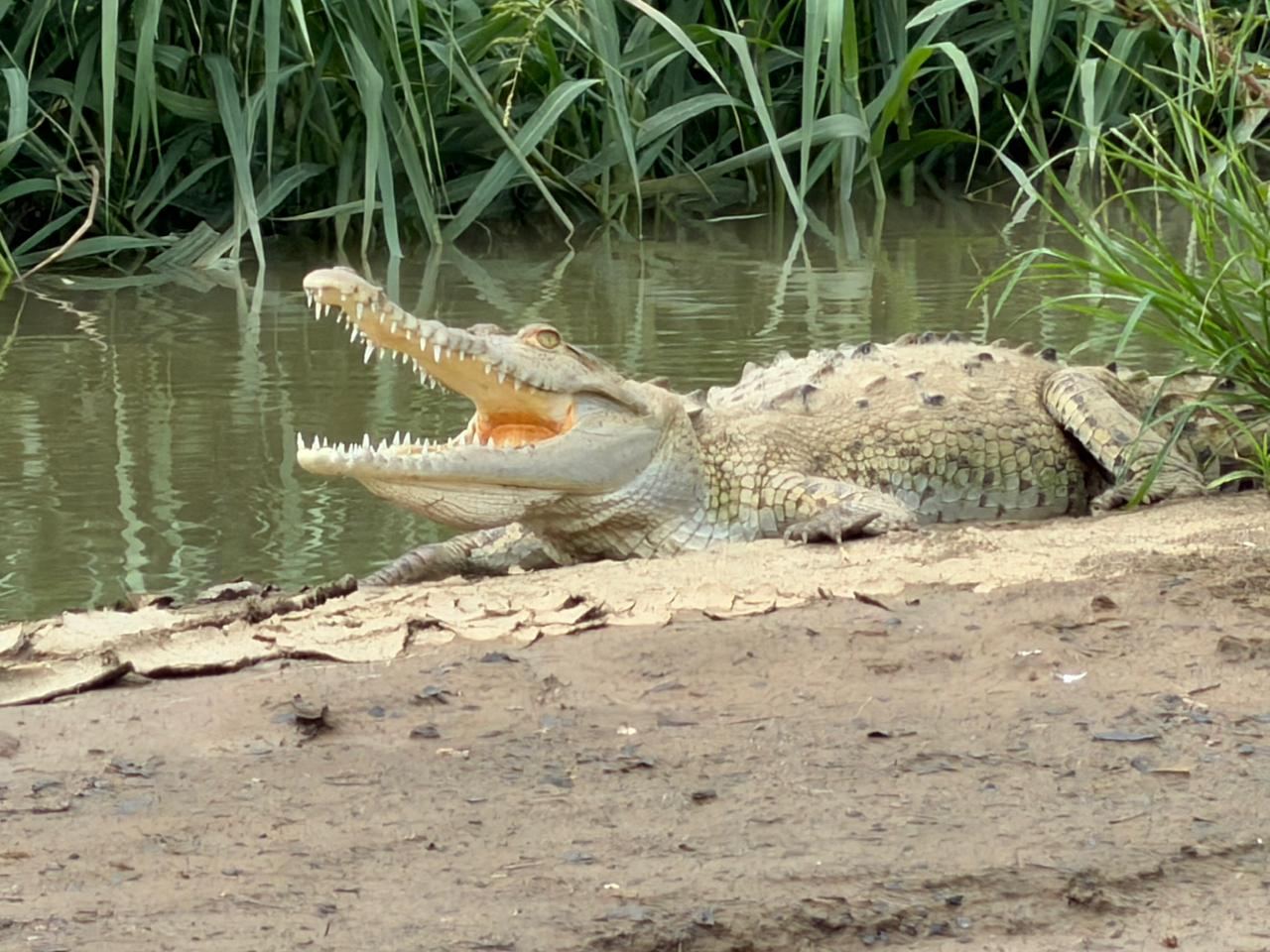 Cocodrilo americano descansando en la orilla de un canal del manglar