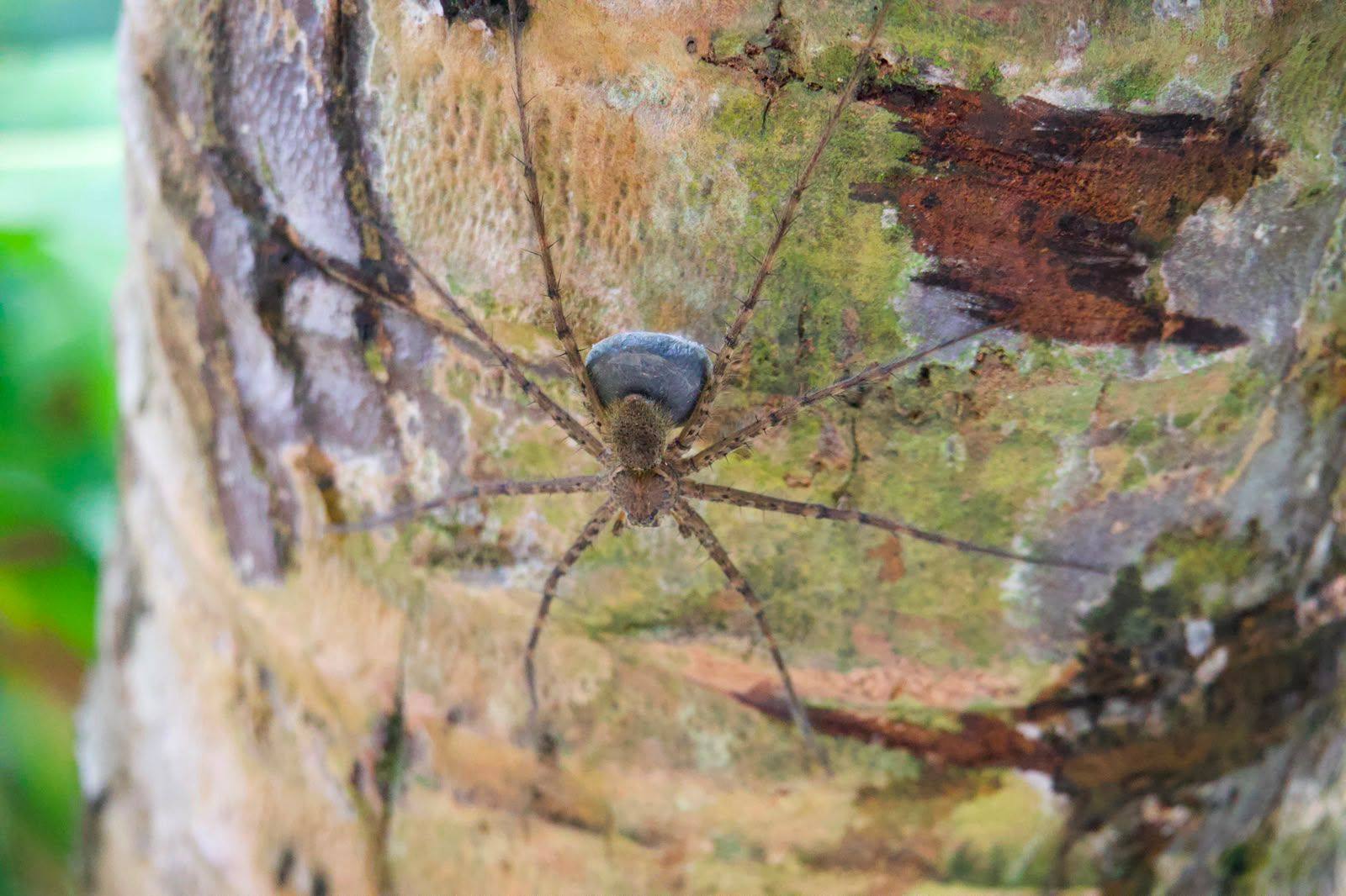 Araña de patas largas sobre la corteza de un árbol