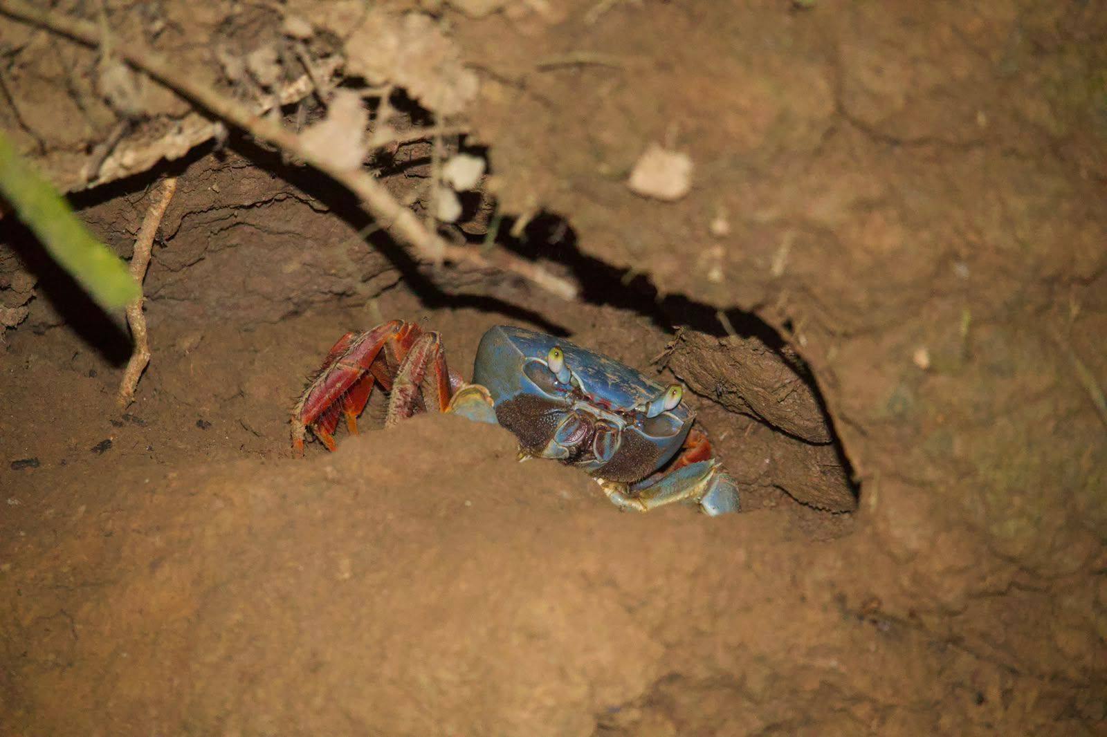 Cangrejo azul y rojo junto a su madriguera durante la noche