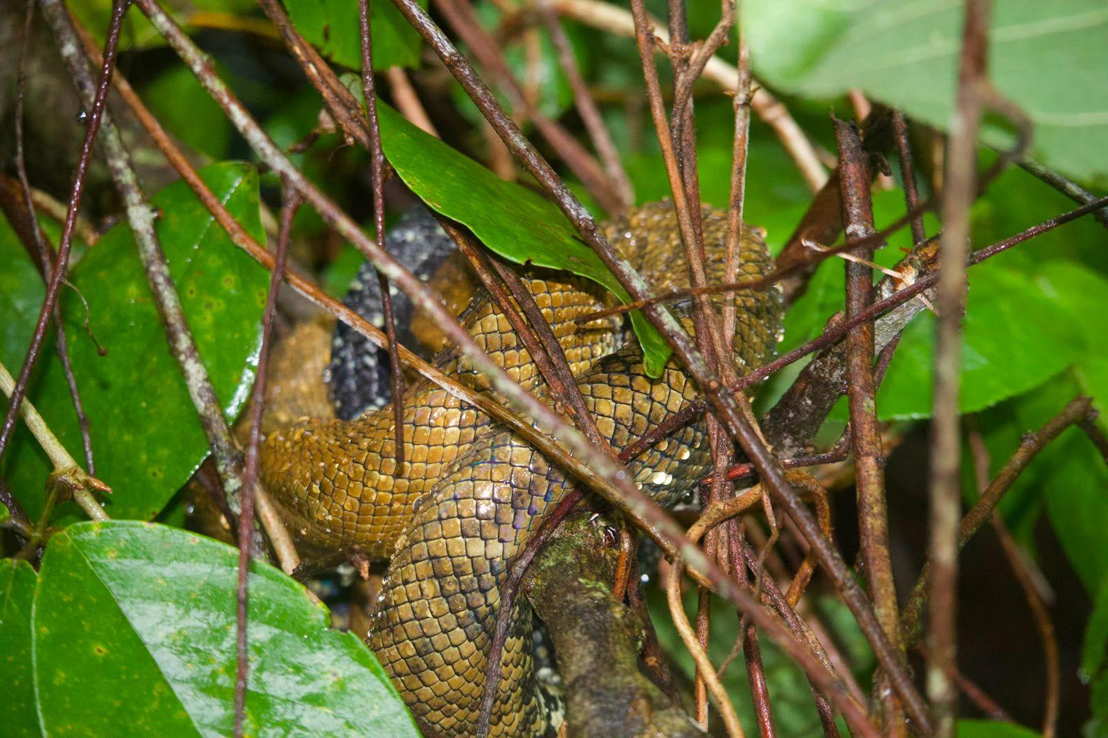 Serpiente verde del manglar enrollada entre ramas durante la noche