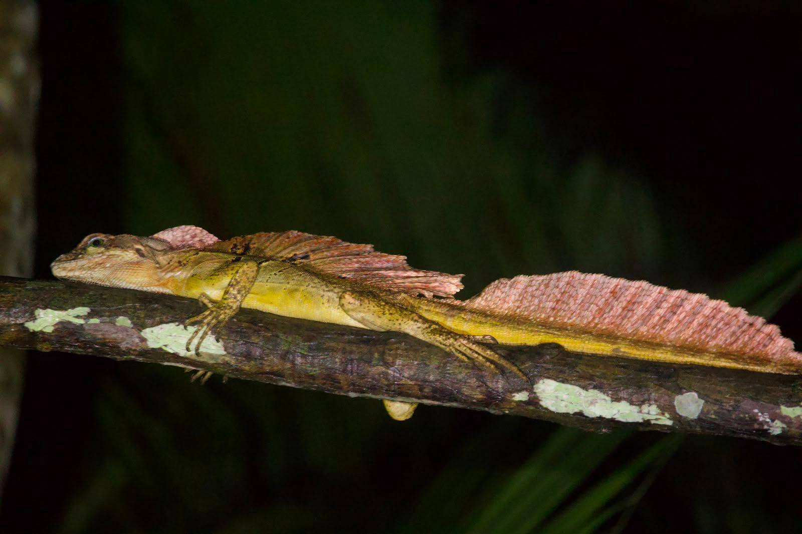 Reptil de cresta rosada descansando sobre una rama de noche