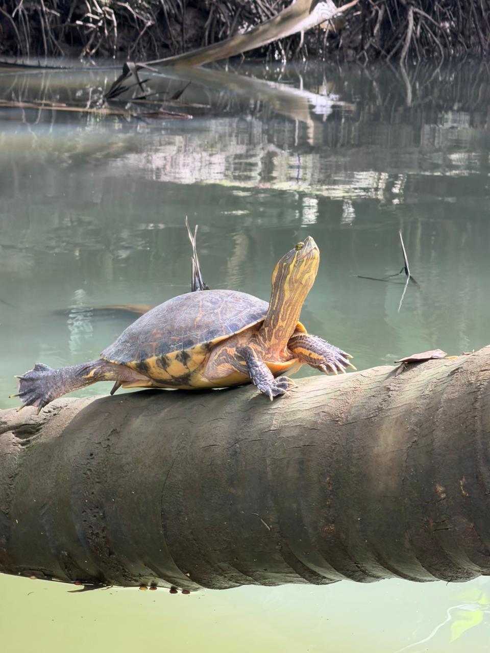 Tortuga del río descansando sobre un tronco en el manglar