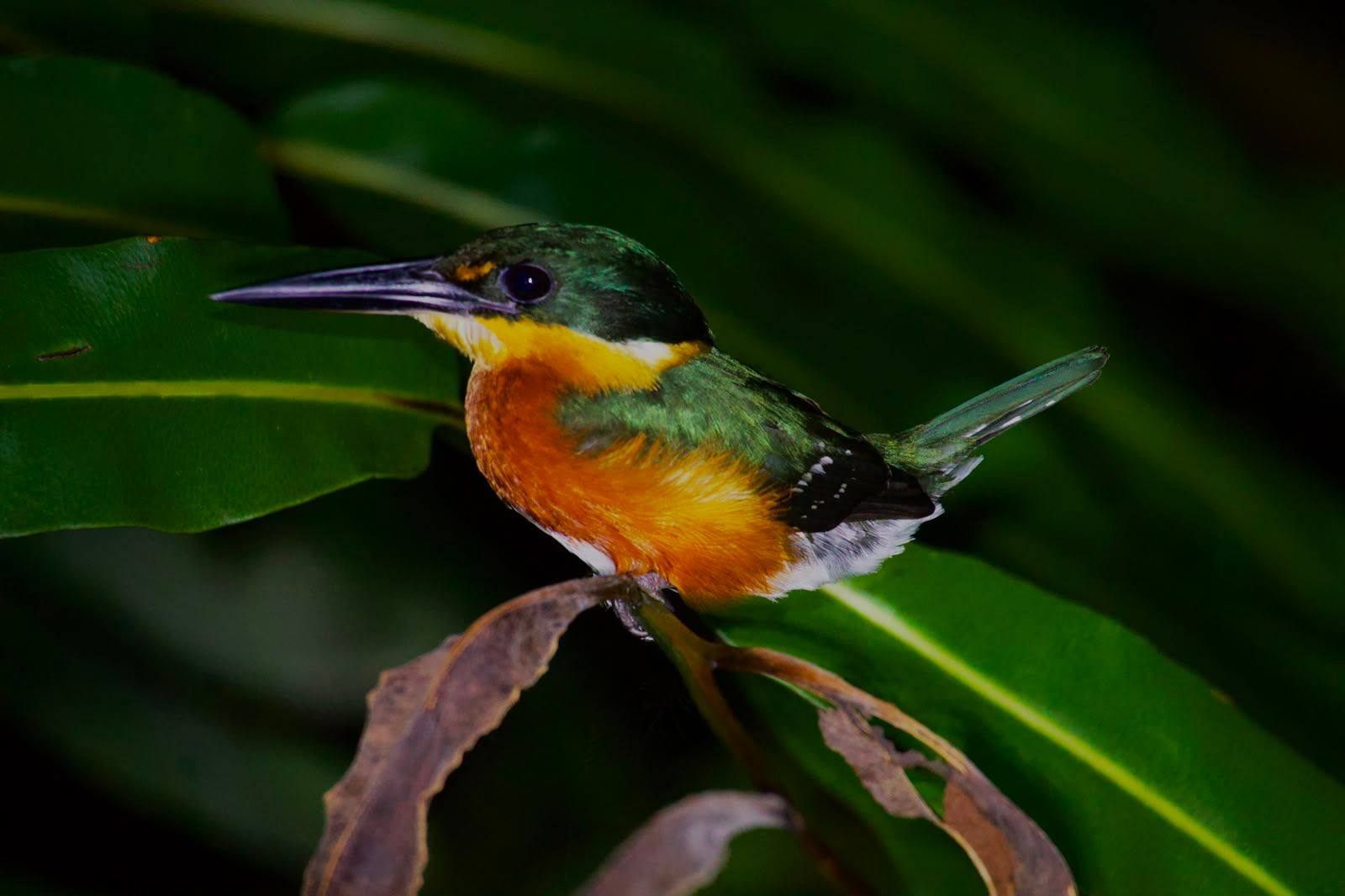 Ave pequeña y colorida posada entre hojas verdes