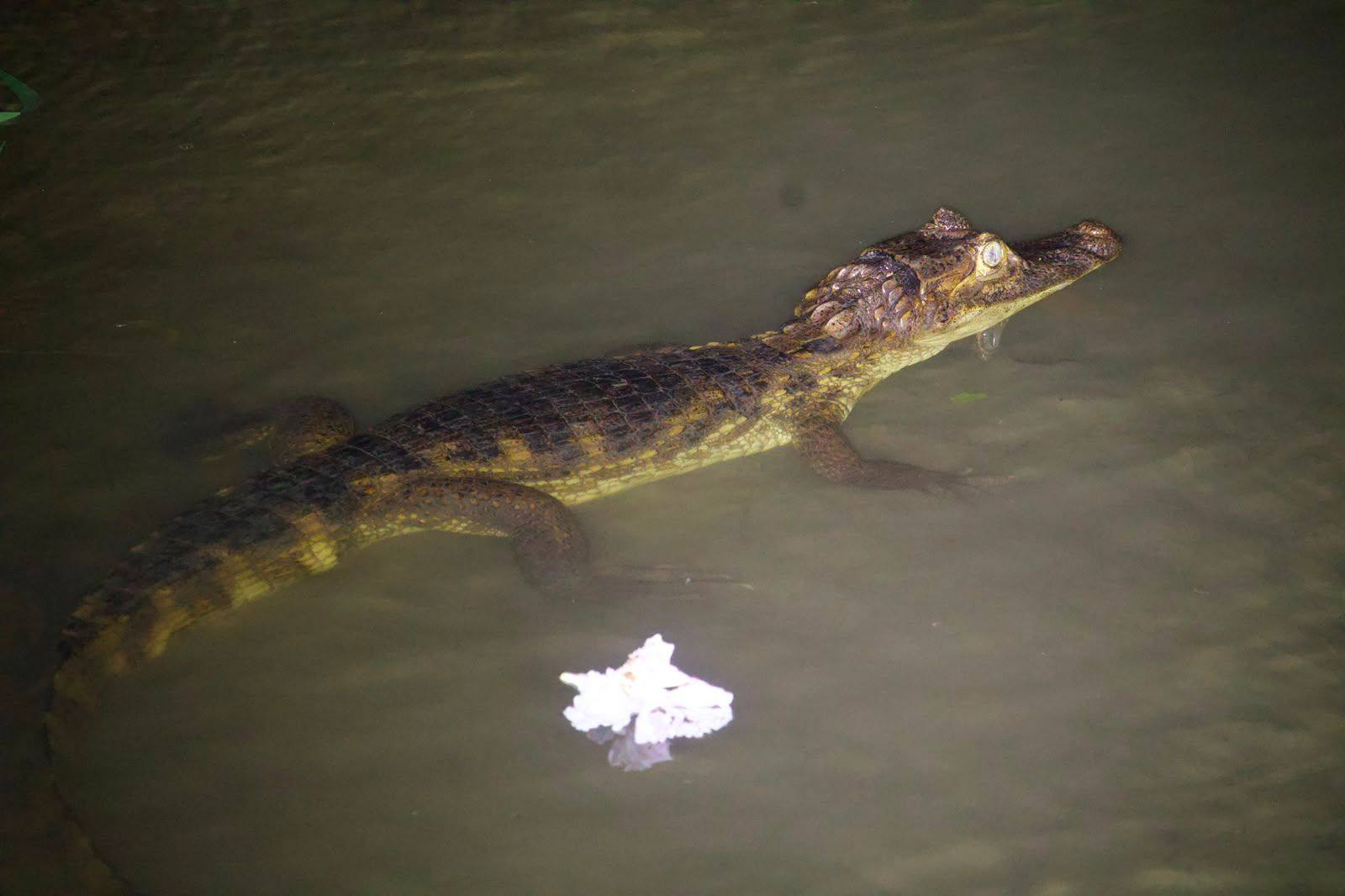 Reptil juvenil nadando en el canal durante la noche