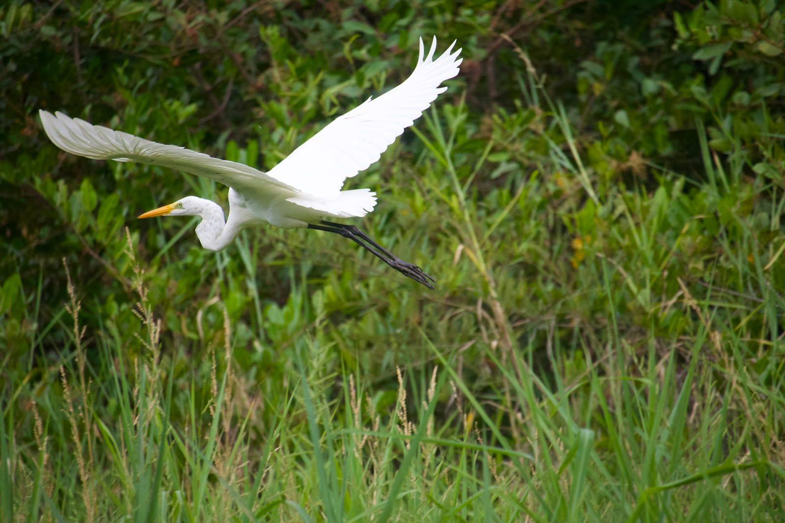 Garza grande blanca levantando vuelo sobre la vegetación