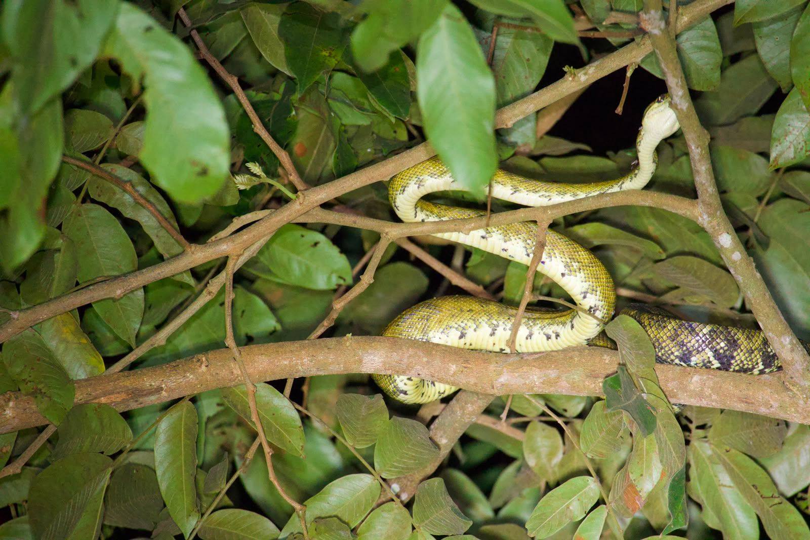 Serpiente color crema enrollada entre ramas de noche